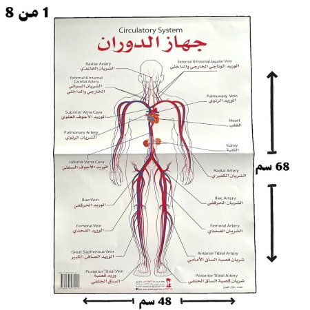 مجموعة لوحات جسم الانسان 💁‍♀️ ✅️( لوحات طبية )   ❤️